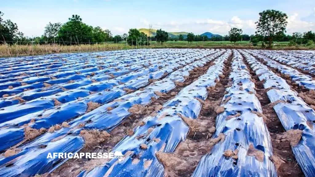 Afrique : réduire la pollution plastique dans l’agriculture (FAO)