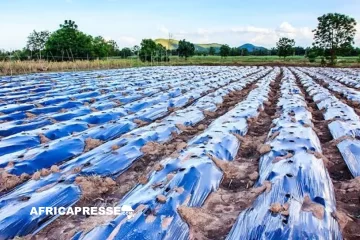 Afrique : la FAO appelle à réduire la pollution plastique dans le secteur agricole