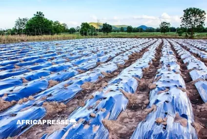 Afrique : la FAO appelle à réduire la pollution plastique dans le secteur agricole