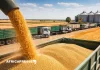 Blé : la Russie rétablit sa taxe à l’exportation, l’Afrique en première ligne