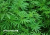 Kenya : la Haute Cour rejette la légalisation du cannabis