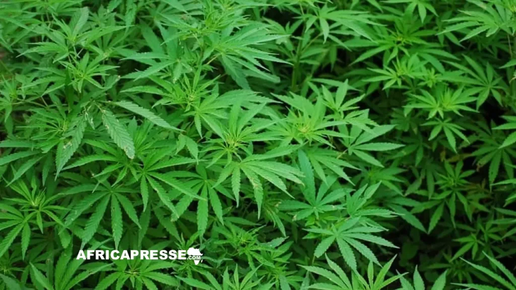 Cannabis