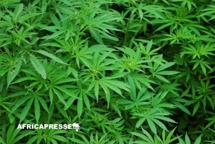 Kenya : la Haute Cour rejette la légalisation du cannabis