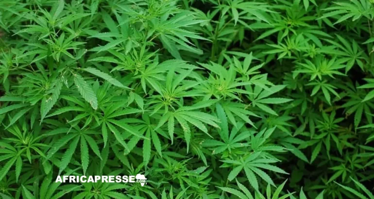 Cannabis