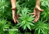 Huit entreprises sur les rangs au Ghana pour cultiver du cannabis légal, mais pas récréatif