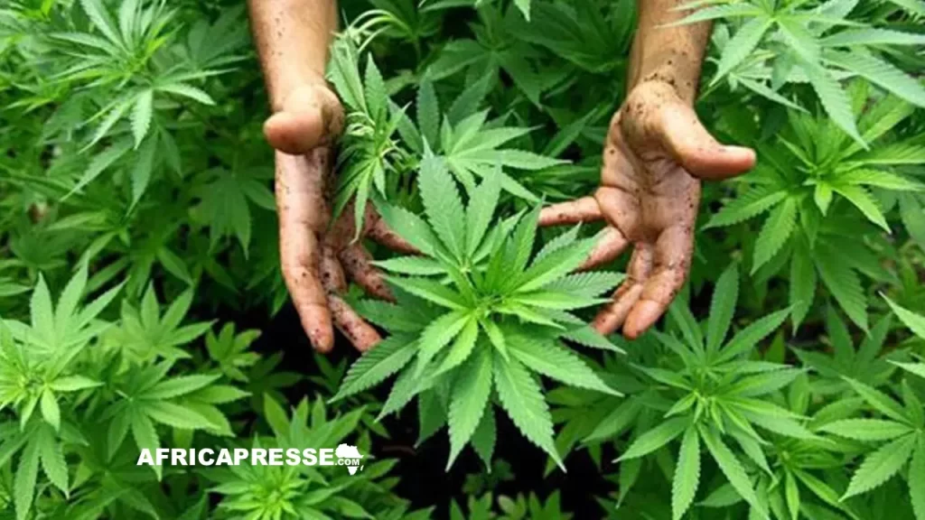 Champ de cannabis