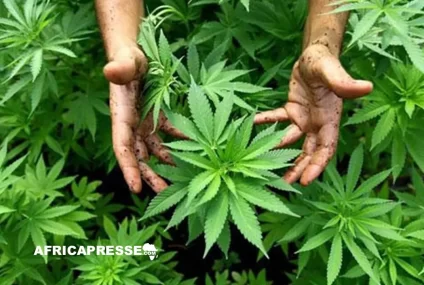 Huit entreprises sur les rangs au Ghana pour cultiver du cannabis légal, mais pas récréatif