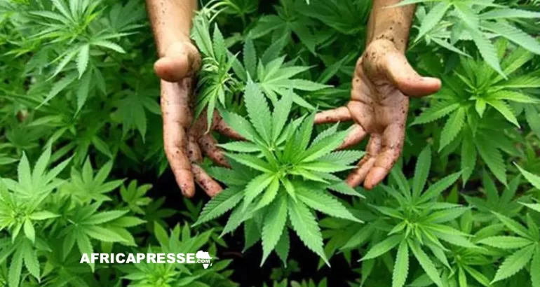 Huit entreprises sur les rangs au Ghana pour cultiver du cannabis légal, mais pas récréatif