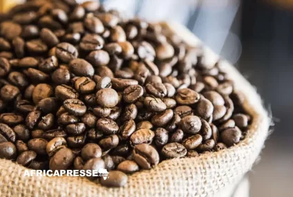 L’Éthiopie franchit le cap des 3 milliards de dollars d’exportations de café L’Éthiopie franchit le cap des 3 milliards de dollars d’exportations de café
