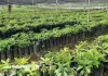 Reboisement : l’Éthiopie établit un nouveau record en plantant 800,5 millions d’arbres en une journée