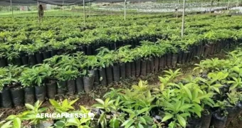 Reboisement : l’Éthiopie établit un nouveau record en plantant 800,5 millions d’arbres en une journée