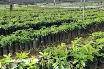 Reboisement : l’Éthiopie établit un nouveau record en plantant 800,5 millions d’arbres en une journée