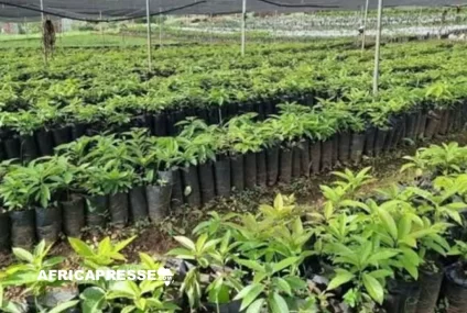 Reboisement : l’Éthiopie établit un nouveau record en plantant 800,5 millions d’arbres en une journée
