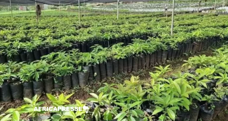 Reboisement : l’Éthiopie établit un nouveau record en plantant 800,5 millions d’arbres en une journée
